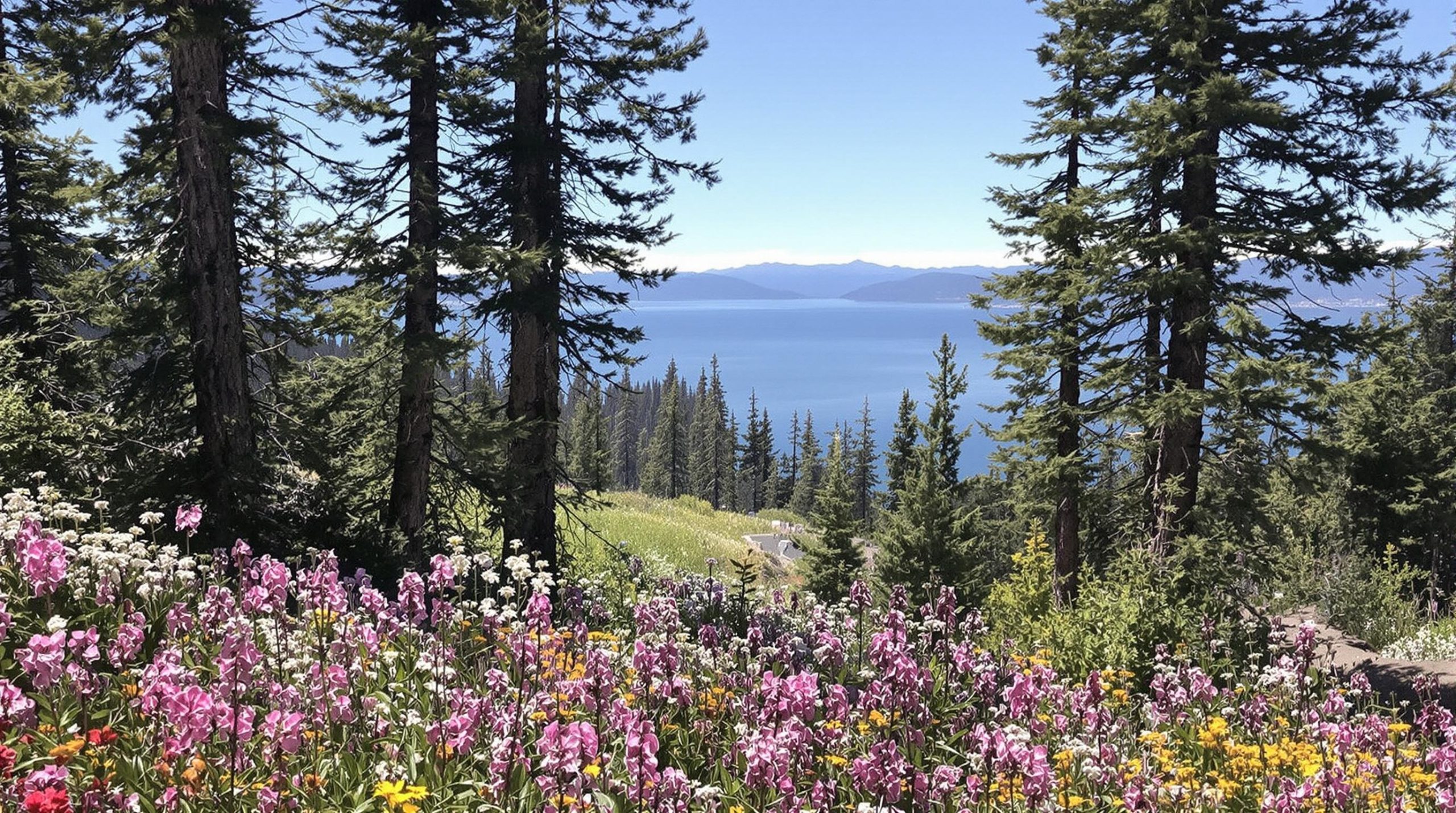 Springtime in North Tahoe, featuring blooming wildflowers, clear lakes, and fresh mountain air.